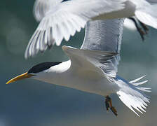 Cabot's Tern (eurygnathus)