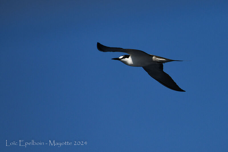 Sooty Tern