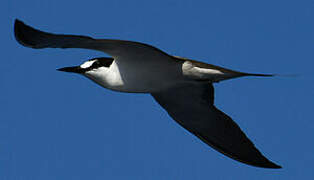 Sooty Tern