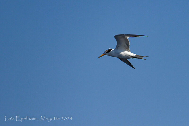 Lesser Crested Tern