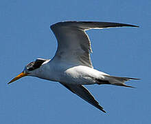 Lesser Crested Tern