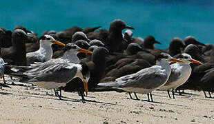 Lesser Crested Tern