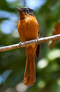 Malagasy Paradise Flycatcher