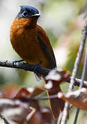 Malagasy Paradise Flycatcher