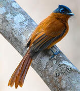 Malagasy Paradise Flycatcher