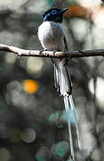 Malagasy Paradise Flycatcher