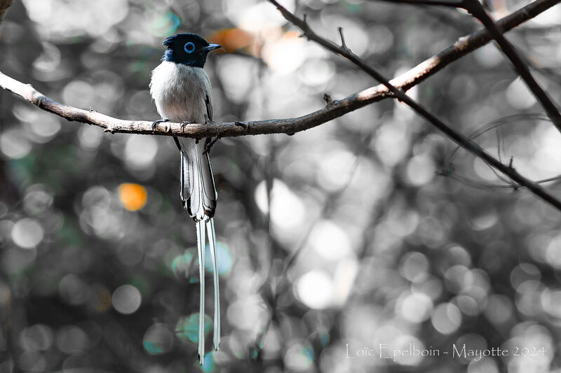 Malagasy Paradise Flycatcher