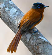 Malagasy Paradise Flycatcher