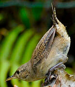 Southern House Wren