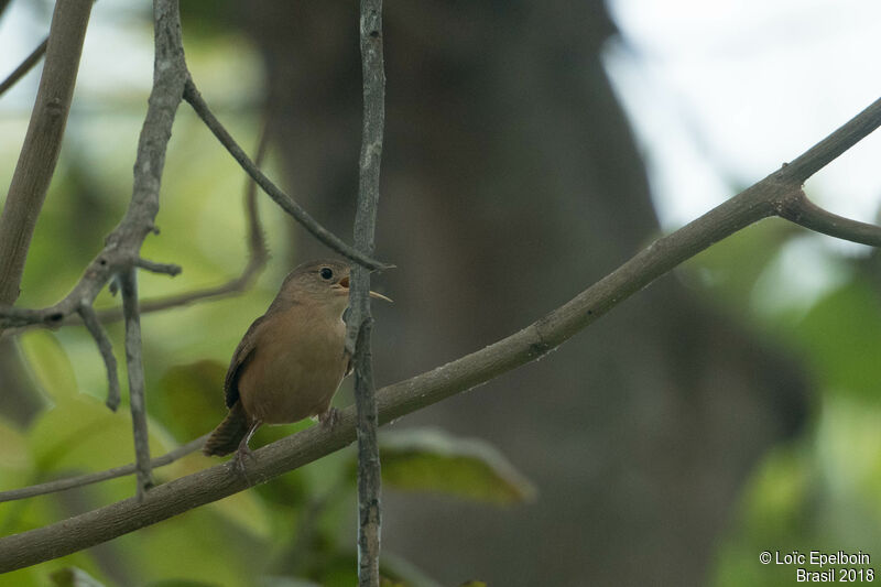 Troglodyte austral