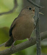 Southern House Wren