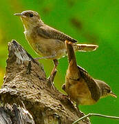 Southern House Wren