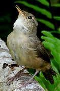 Southern House Wren