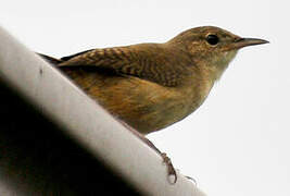 Southern House Wren