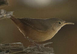 Southern House Wren