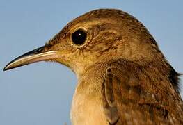 Southern House Wren