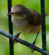 Southern House Wren