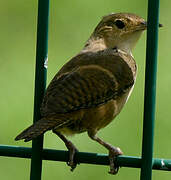 Southern House Wren