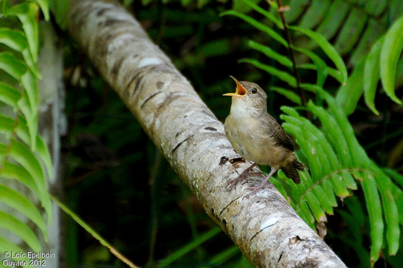 Troglodyte austral mâle adulte, chant