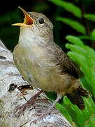 Southern House Wren