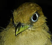 Trogon aurore