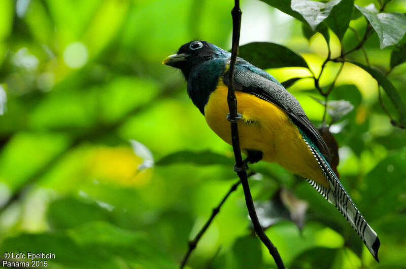 Northern Black-throated Trogon