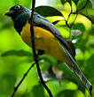 Trogon de Cabanis