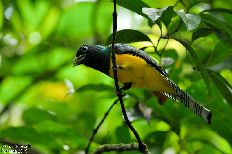 Northern Black-throated Trogon