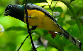 Northern Black-throated Trogon