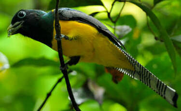 Trogon de Cabanis