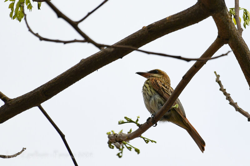 Streaked Flycatcher