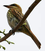 Streaked Flycatcher