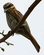 Streaked Flycatcher