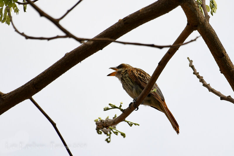 Streaked Flycatcher