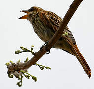 Streaked Flycatcher