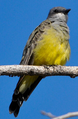 Cassin's Kingbird - Tyrannus vociferans