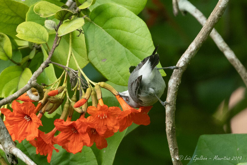 Zostérops gris