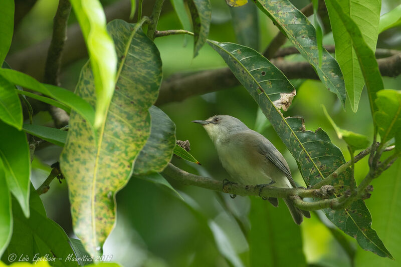 Zostérops gris