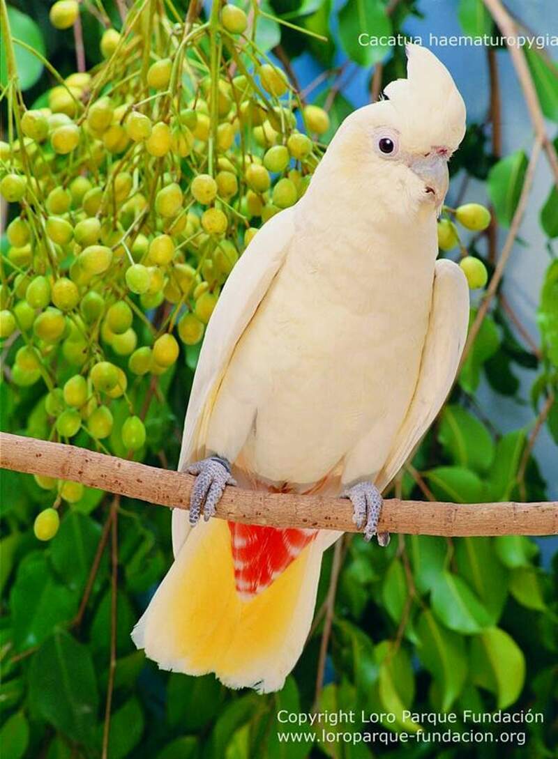 Cockatoo Peekaboo