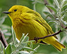 Paruline jaune