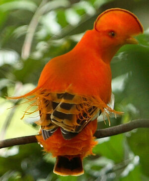 Guianan Cock-of-the-rock : Pictures.