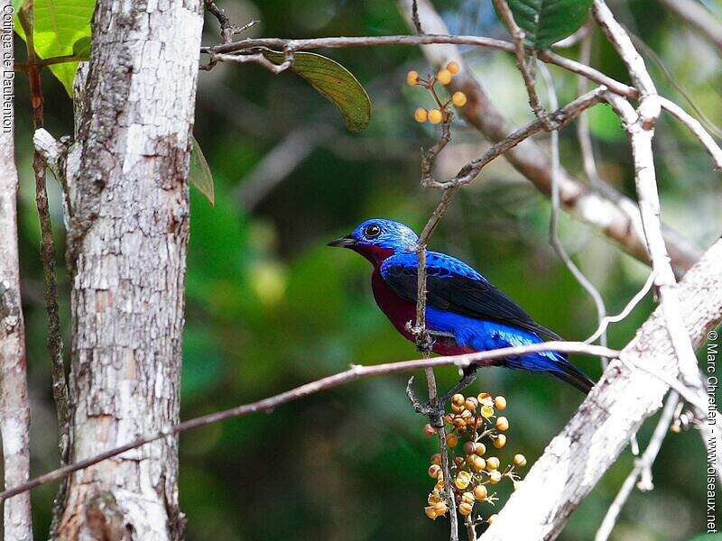 Purple-breasted Cotinga - Cotinga cotinga male adult - mach54225