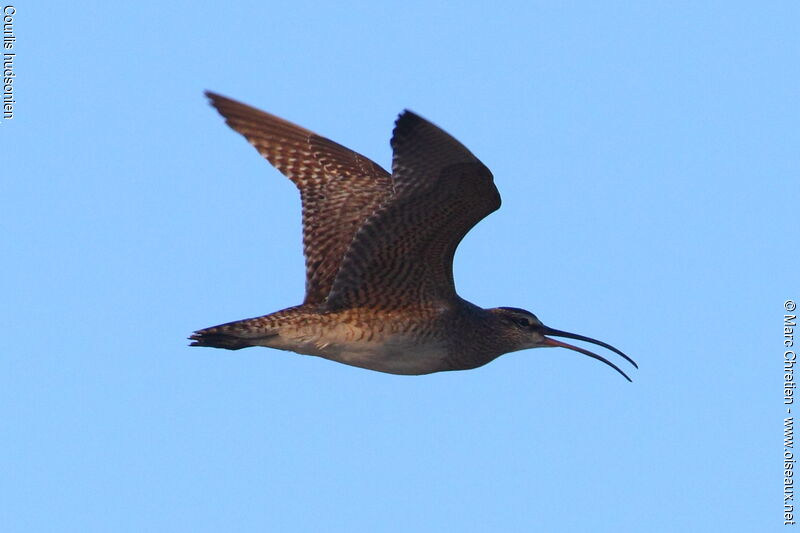 Hudsonian Whimbrel