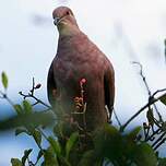 Pigeon vineux