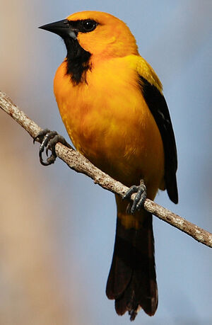 Yellow Oriole : Pictures.