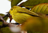 Paruline jaune