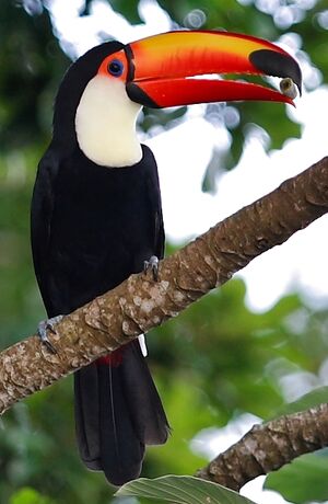 Toco Toucan : Pictures.