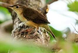 Southern House Wren