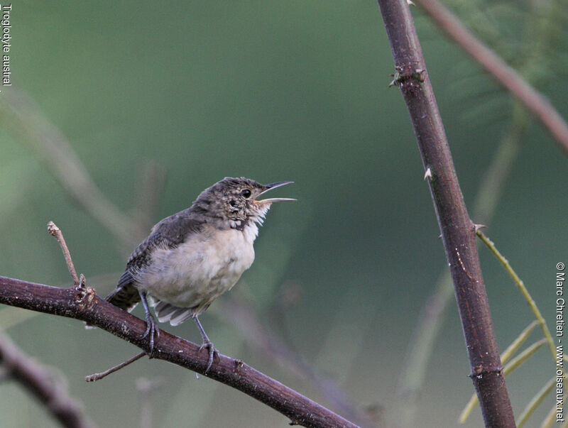 Troglodyte austral