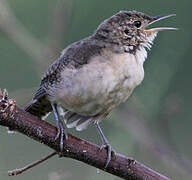 Southern House Wren